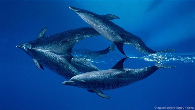 Дельфины резвятся