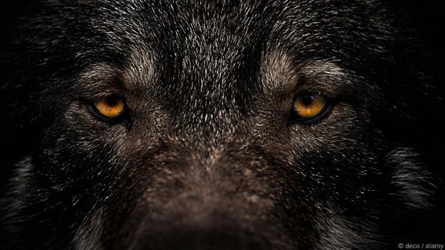 Глаза черной собаки